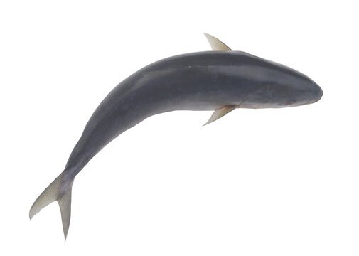 Top view of amberjack fish isolated on white background.