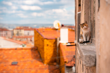 Cat on a Windowsill, Kutahya Turkiye