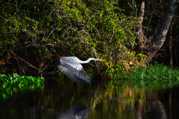 A Cocoi heron (Ardea cocoi) flying over the Guapor&eacute;-Itenez river, near the remote village of Remanso, Beni Department, Bolivia, on the border with Rondonia state, Brazil