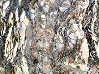 Peeling Layers of Tree Bark Texturee