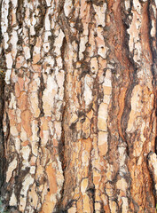 Orange Brown Tree Bark Texture