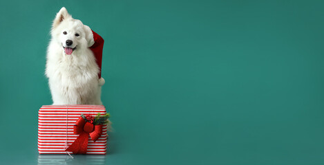 Cute Samoyed dog in Santa hat and with Christmas gift on green background with space for text