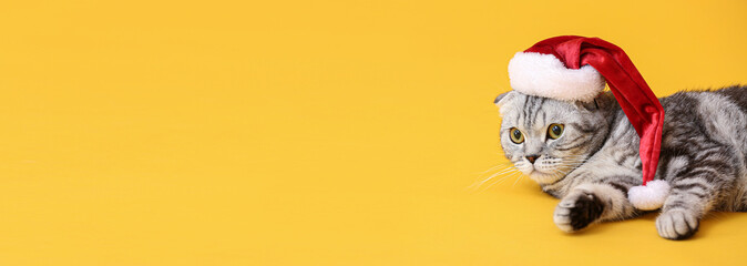 Cute Scottish fold cat in Santa hat  on yellow background with space for text