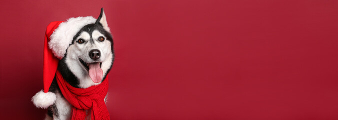 Adorable husky dog in Santa hat on red background with space for text © Pixel-Shot