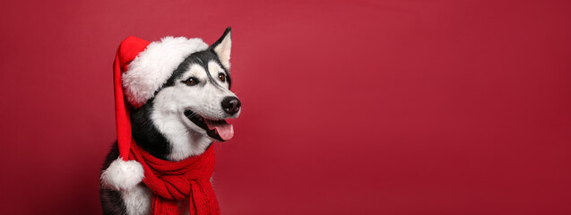 Adorable husky dog in Santa hat on red background with space for text © Pixel-Shot