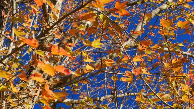 青空に映える紅葉したトウカエデ