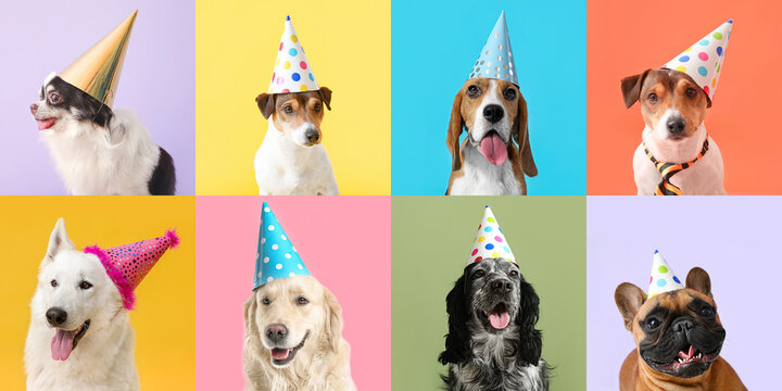 Collection of cute dogs in party hats on color background