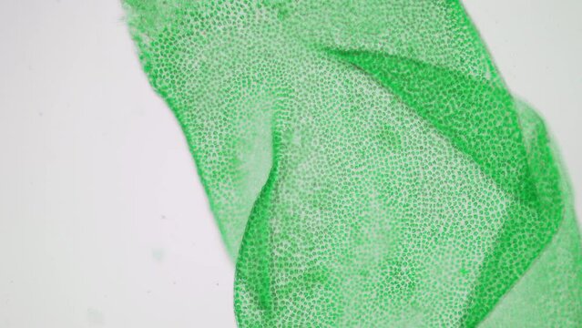 Biological research laboratory. genetic engineering. Creation of a new type of algae that eats plastic waste from the oceans. Fight against pollution of the world ocean from microplastics. Green algae