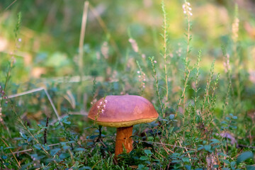 autumn mushroom in the forest