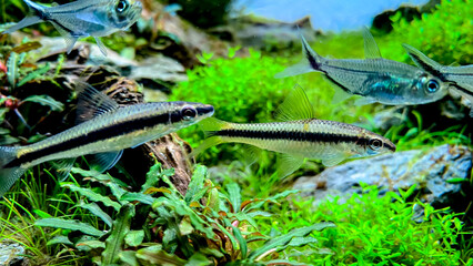 The Siamese Algae-eater (Crossocheilus oblongus) with Costae Tetra (Moenkhausia costaea). Flock of fish in the green home aquarium with Bucephalandra and Micranthemum plants.
