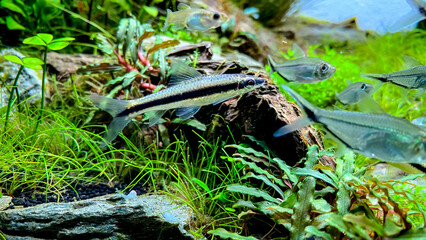 The Siamese Algae-eater (Crossocheilus oblongus) with Costae Tetra (Moenkhausia costaea). Flock of fish in the green home aquarium with Bucephalandra and Micranthemum plants.
