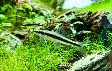 Obraz premium The Siamese Algae-eater (Crossocheilus oblongus) in the green home aquarium with Bucephalandra plants.