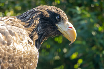 Portrait of the steller's sea eagle (Haliaeetus pelagicus) sitting on a tree