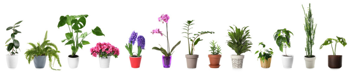 Collage of houseplants in pots on white background