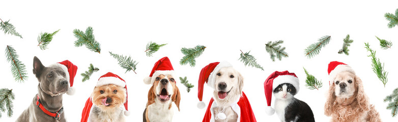 Set of cute animals in Santa hats and Christmas tree branches isolated on white