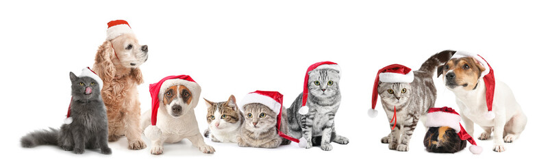 Set of cute animals in Santa hats isolated on white