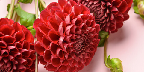 Beautiful dahlia flowers on pink background, closeup