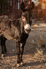 Black donkey stands in the garden and looks into the camera. Agriculture and breeding of artiodactyl animals for work in the field and with grain. Attraction for children in the circus.
