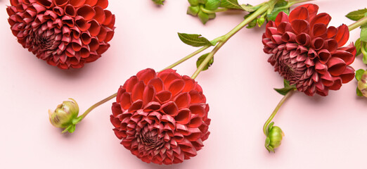 Beautiful dahlia flowers on pink background
