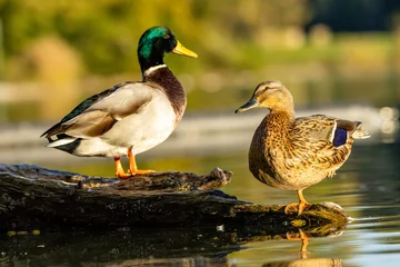 A mallard duck couple sitting on a branch in a little lake not far away from Cologne at a sunny day in autumn. © ms_pics_and_more