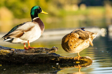 A mallard duck couple sitting on a branch in a little lake not far away from Cologne at a sunny day in autumn.