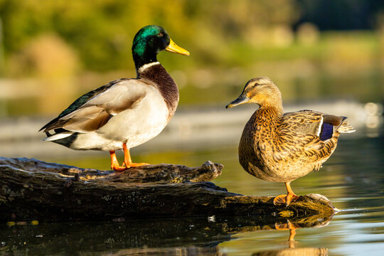 A mallard duck couple sitting on a branch in a little lake not far away from Cologne at a sunny day in autumn.