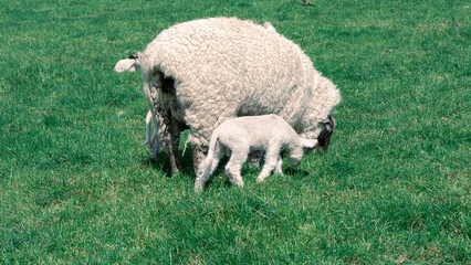 Cute baby sheep followed mum