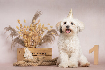 Portrait Malteser Maltipoo-Bolonka weiß erster Geburtstag, Party cake smash mit Hundetorte indoor ...