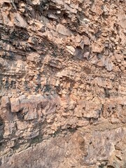 bark of tree
