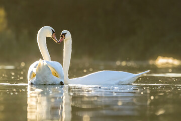 A beautiful white swan couple in a little lake not far away from Cologne at sunset at a warm day in fall. © ms_pics_and_more