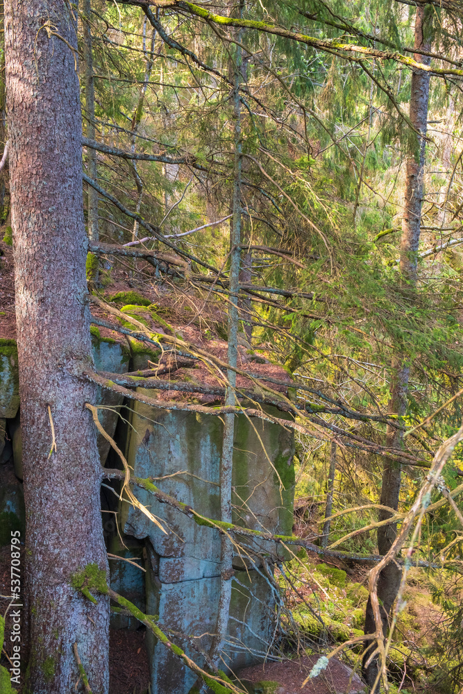 Poster Spruce trunk at a cliff in a forest