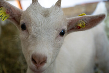 white goat kid portrait