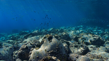Fototapeta na wymiar Underwater photo of fish in a beautiful landscape. From a scuba dive at the Canary islands.