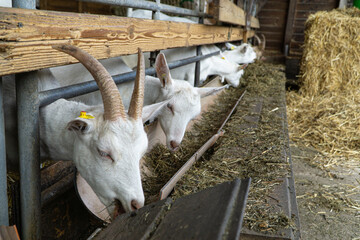 Goats eat hay