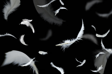 Abstract Group of White Bird Feathers Flying in The Dark. Feathers Floating on Black.	