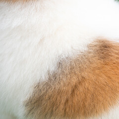 Background of dog hair. The dog's background. The dog's coat and skin are white with brown spots.