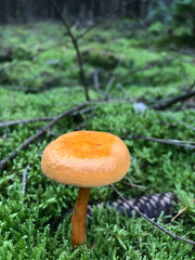 Close up of an orange mushroom growing in the woods.