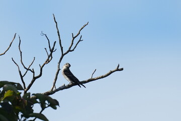 grey streaked flycatcher on a branch