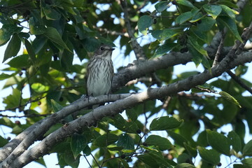 grey streaked flycatcher on a branch