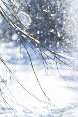 Landscape with tiny birch branches in nature and falling, glowing snow background in sunny day in wintertime, artistic view of nature details