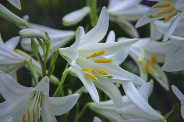 Beautiful white lilies on a dark natural background. Shallow depth of field. Close-up. Selective focus.
