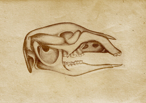 Cangaroo Skull Illustration (from late 1800)
