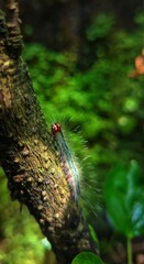 caterpillar on a tree