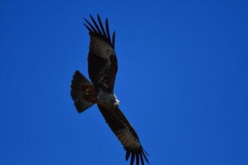 flying bird in the blue sky