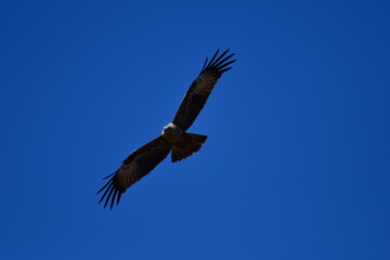 flying bird in the blue sky