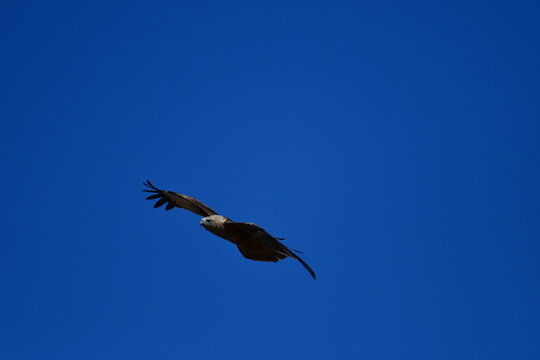 flying bird in the blue sky