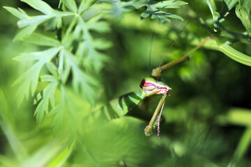 Giant Mantis (Ookamakiri), head and front leg sickle. Closeup macro photograph.