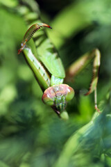 Giant Mantis (Ookamakiri), head and front leg sickle. Closeup macro photograph.