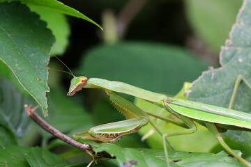 Giant Mantis (Ookamakiri) sneaking around the weed bush for hunting. Closeup macro photography.