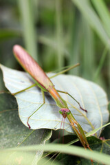 Stretching Giant Mantis (Ookamakiri). Closeup macro photography.